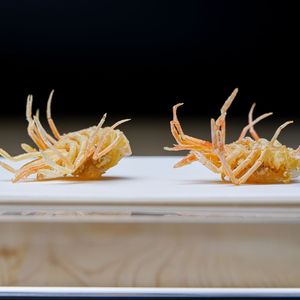 Tianfu Tempura (Shougang Store)
