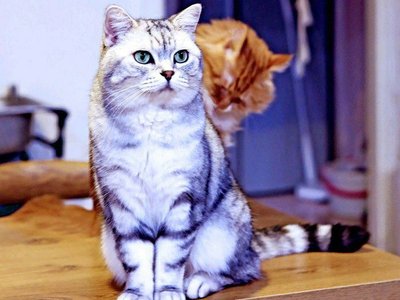 Parallel Worlds·Cat Cafe (First Economic and Trade Store)