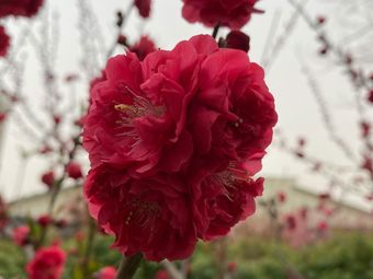 Sky Garden (Xishi Cheng Store)