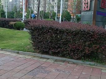 Dongjing Food Street