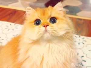 Mao Town · Premier Grade · Maine Coon Cat Café with Tabletop Games (University Town Branch)