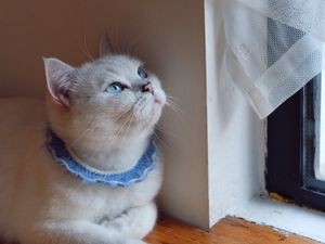 Mao Yu Cat Café & Study Room (Lushan South Road Branch)