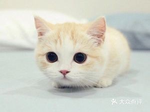 Xin Wang Wan Wan Xiang