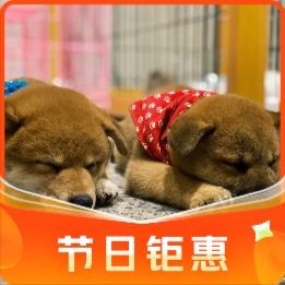 Zoo Time Animal Experience Café · Dog Interaction Café (Taiyuan Li Branch)