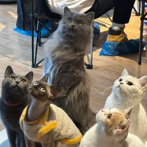 Cat Carnival · Cat Café · Switch (Taiyuan Street Branch)