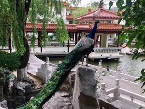 Shun Geng Mountain Villa Four Seasons All-You-Can-Eat Restaurant