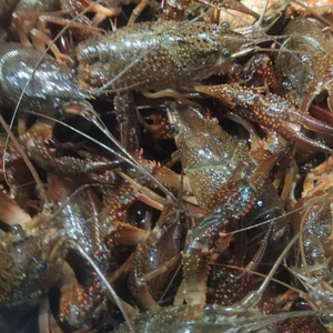 Xiao Meng Aquatic Crabs