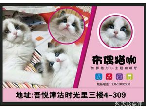 Like Shadow Follows Form: Cuddly Cat Café (Jinnan Store)