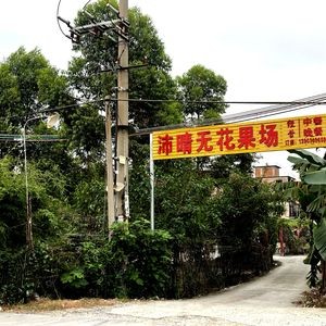 Pei Qing Fig Field