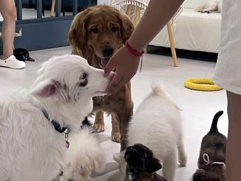 Come and Pet the Dog Café (Huaxi Branch)