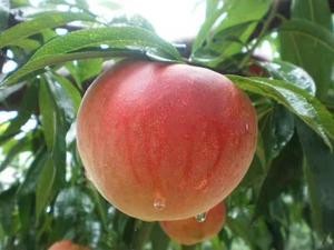 Ten Miles of Peach Blossoms · Shared Farm