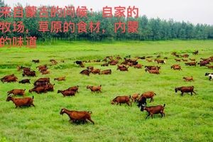 Zhongyuan Dazhan Roast Whole Lamb (Honggutan Branch)