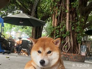 Shiba High School · Dog Cafe · Shiba Sale · Pet Training