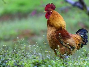 Xinhong Farm · Lake Fish · Free-range Chicken · Fishing