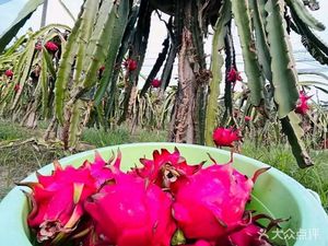 Conghua Bai Guo Yuan Farm · Picking · Team Building · Homestays