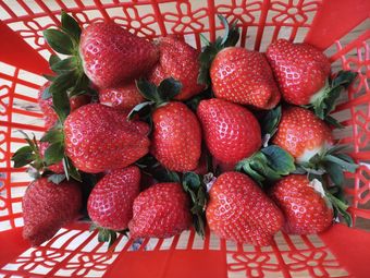 Feng Chao Farm