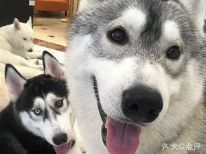 Conghua Haschi Coffee Shop · Dog Petting Salon