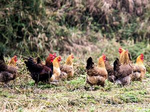 Youcheng Farm · Free-range Chicken · Slim Fish
