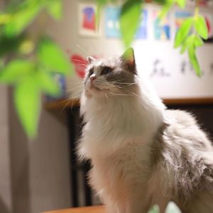 Mao Ni Coffee & Cat Café (Binjiang Branch)