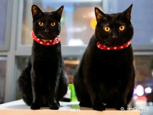 Hey Cat Coffee House (Lankong Guocui Xiangshe Store)