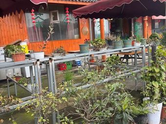 Lin Sen Stone Pot Mud Carp