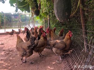 Guizhou Little Flying Chicken