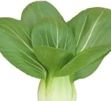 Baby Bok Choy