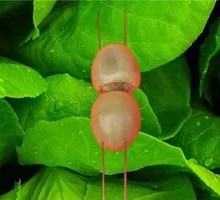 Stone Egg