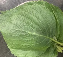 Perilla Leaf