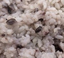 Black Rice