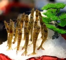 Sea Shrimp