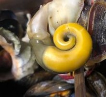 Fresh Giant Abalone