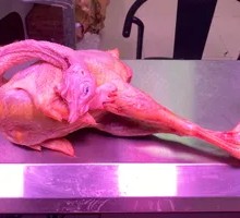 Old Hen