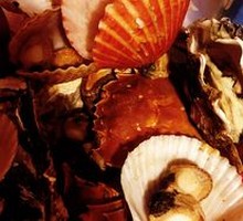 Ginado Oyster