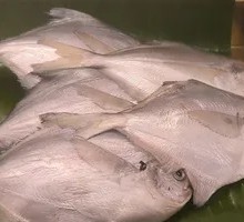 Spanish Mackerel