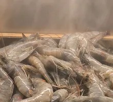 Sea White Shrimp