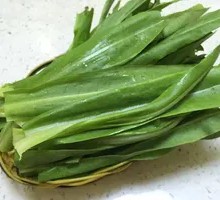 Oilseed lettuce