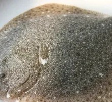 Turbot