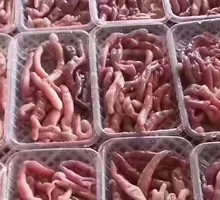 Fresh Sea Cucumber