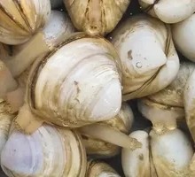 Fresh Large Clam