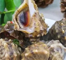 Fresh Small Conch