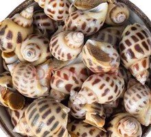 Fresh Flower Snail