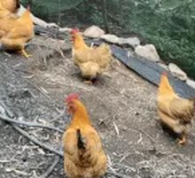 Free-range Chicken