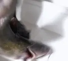 Black fish