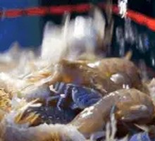 Fresh Tiger Prawns