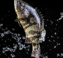 Giant Grouper