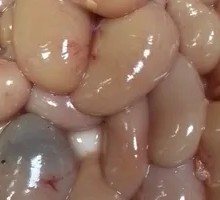Chicken Kidney