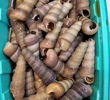 Spicy Razor Clams