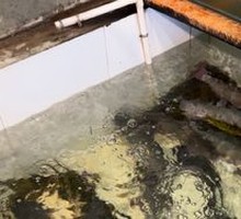 Live Fish