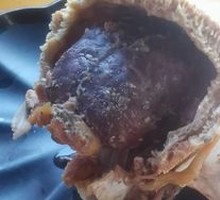 Sheep Brain